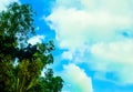 Beautifull tree with sky view amazing photography natural photography green leaf photo