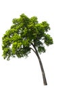 Beautifull tree on a white background