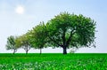 trees in a field. Generation growth legacy family concept Royalty Free Stock Photo