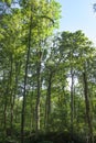 Beautifull trees in the Ukrainian forest.