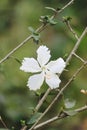 Beautifull tropical white flower
