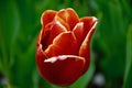 A beautifull tulip flower 