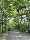 Asphal road in the middle of teak wood Royalty Free Stock Photo