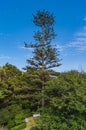 Beautifull view in Genoves park in cadiz andalusia spain Royalty Free Stock Photo