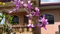 beautifull violate orchids on the front of pink house