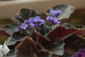 Volumetric terry lush indoor home blooming violets.