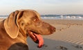 A beautifull weimeraner poses on the beach in this image Royalty Free Stock Photo