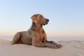 A beautifull weimeraner poses on the beach in this image Royalty Free Stock Photo