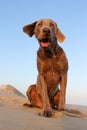 A beautifull weimeraner poses on the beach in this image Royalty Free Stock Photo