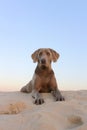 A beautifull weimeraner poses on the beach in this image Royalty Free Stock Photo