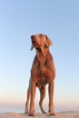 A beautifull weimeraner poses on the beach in this image Royalty Free Stock Photo