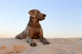 A beautifull weimeraner poses on the beach in this image Royalty Free Stock Photo