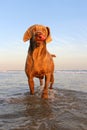 A beautifull weimeraner poses on the beach in this image Royalty Free Stock Photo