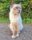 Beautifull white cat in the detail Royalty Free Stock Photo