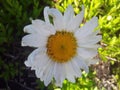 Beautifull white daisy in full bloom