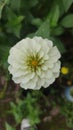 beautifull white flower potrait image