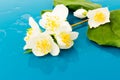 Blooming Jasmine flowers isolated on blue background, close up