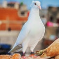 A Beautifull White pigeon Selective Focus on Subject , Selective Focus , background blur