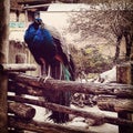 Beautifull wildlife bird blue beauty