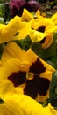 Beautifull yellow colour sunflower nice