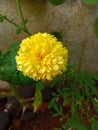 Beautifull yellow merigold flower plant Royalty Free Stock Photo