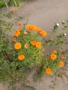 Beautifull yellow merigold flower plant in Genda full sun light areas grows easily. Royalty Free Stock Photo