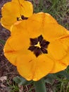 A beautifull yellow tulip in full bloom