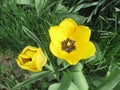 Beautifull yellow tulips blooming in the sunshine