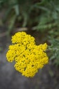 Beautifull yellow Yarrow Achillea flower in bloom in spring. Flowering plant branch in the park Royalty Free Stock Photo