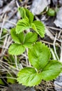 Beautifull young blooming strawberry by the spring