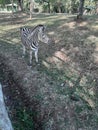 beautifull zebra