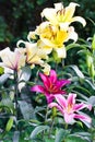 Beautifullil flowers in the garden Royalty Free Stock Photo