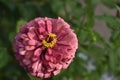 Beautifullpink flower  in the garden city Royalty Free Stock Photo