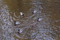 Beautifully arranged ducks swim in the river waiting for a treat in the park in early autumn Royalty Free Stock Photo