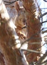 Red wild squirrel during spring molt sits on a conifer tree Royalty Free Stock Photo