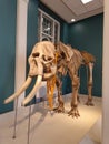 Beautifully arranged elephant bones in the museum