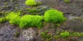 Beautifully arranged herbs on stone by nature