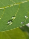 Water drop lets on a leaf