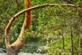 Beautifully bent pine trunk in summertime on water background Royalty Free Stock Photo