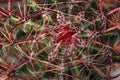Beautifully blooming cactus. Close-up. View from above. Background Royalty Free Stock Photo