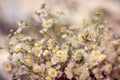 Beautifully blooming chamomile in the meadow