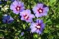 Beautifully blooming hibiscus syriacus 'Blue bird' with attractive flowers