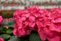 Beautifully blooming hydrangea at greenhouse