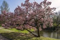 Blooming magnolia tree Royalty Free Stock Photo