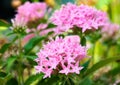 Pentas blooming with pink flowers Latin - Pentas