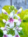 Beautifully pseuderanthemum reticulatum flowers