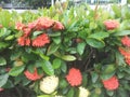 Beautifully blooming red orange and yellow cotton needle flowers, very beautiful for the background