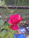 Beautifully blooming roses in the garden 12