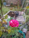 Beautifully blooming roses in the garden 9