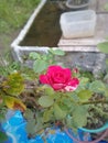 Beautifully blooming roses in the garden 11